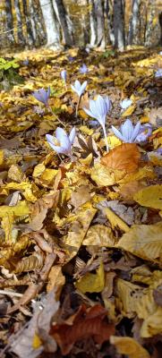 Прикрепленное изображение: IMG-c7884ede263f9e0d1cf2713afbd75d10-V.jpg